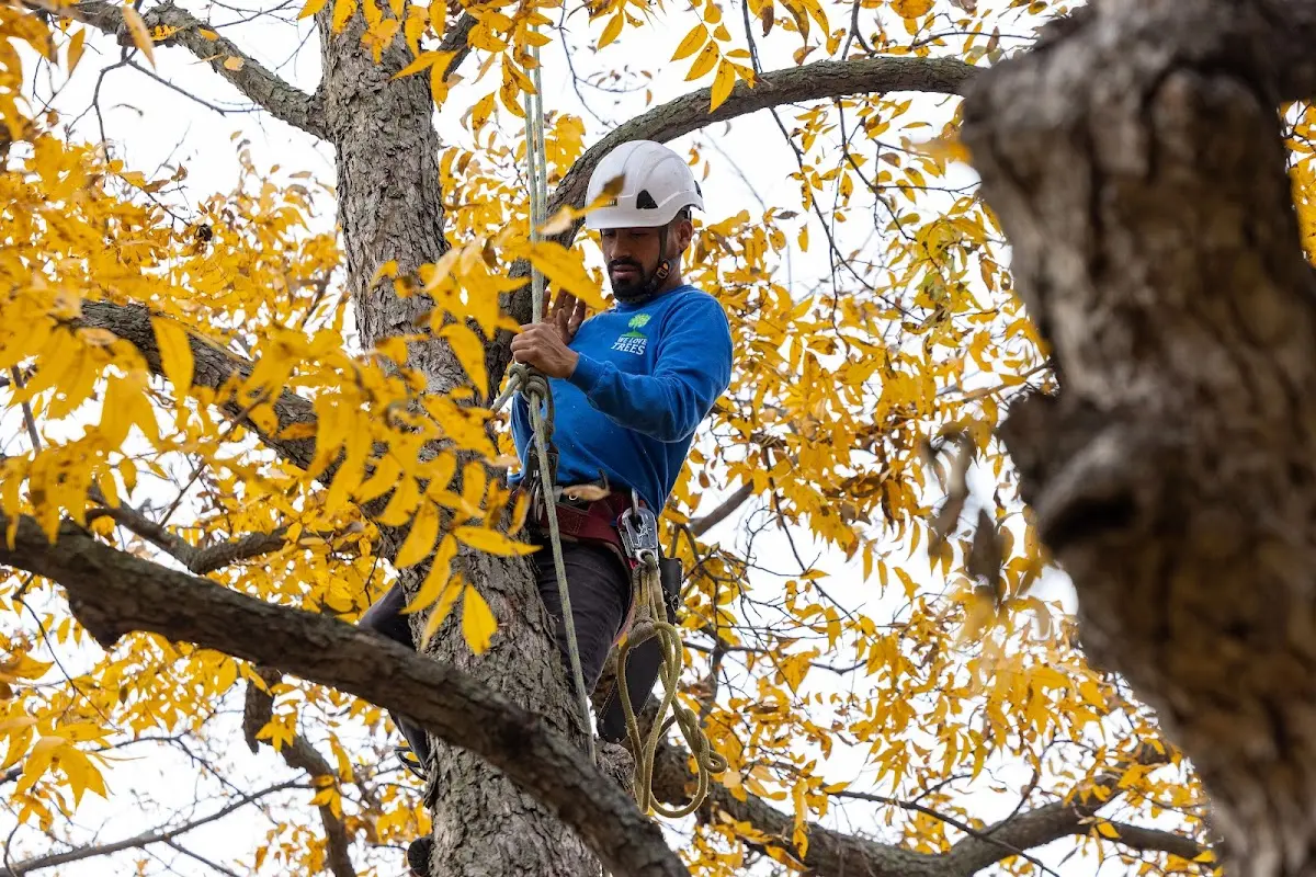 Skilled Tree Transplanting crew working in Beulah
